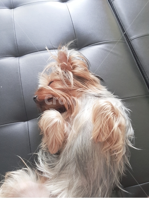 요키,애완견,자는개,요크셔테리어,댕댕이,평온,꿈꾸는개,반려견,개,강아지,yorkie
