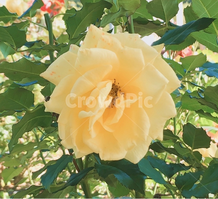 rose,장미,plant,식물,blossom,flower,꽃