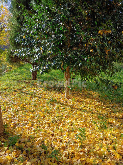 정원,마당,은행,낙엽,나무,저녁,자연,풍경,nature,landscape