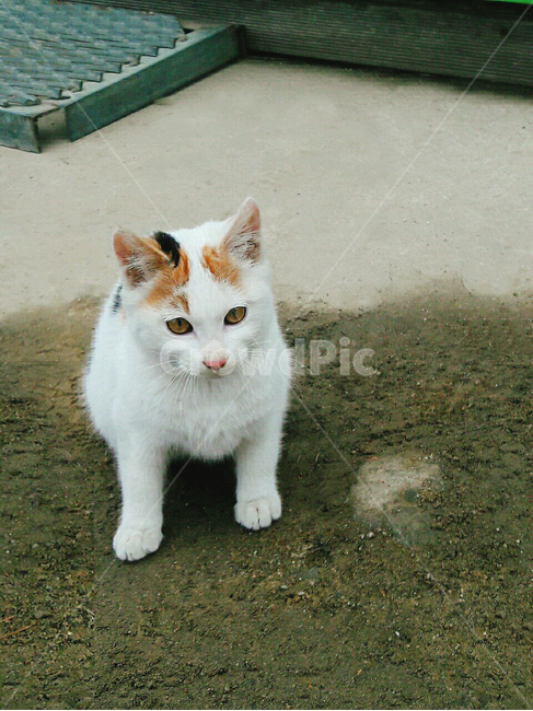 고양이,고양이앉은모습,냐옹이,길고양이,야옹이,동물,animal,포유류,mammal,고양이,cat,kitten,kitty