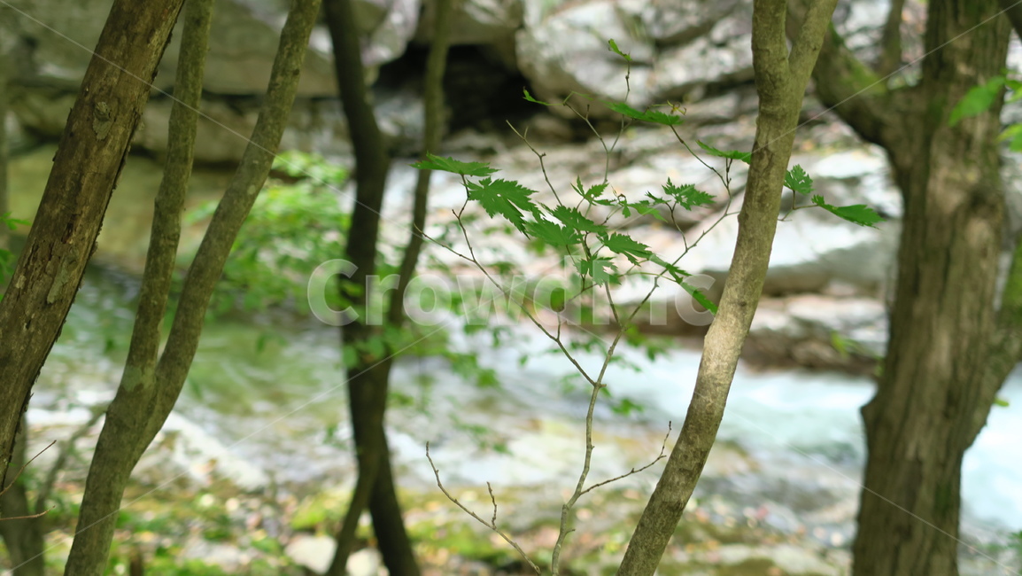 자연,산림,산,숲,나무,풀,시냇물
