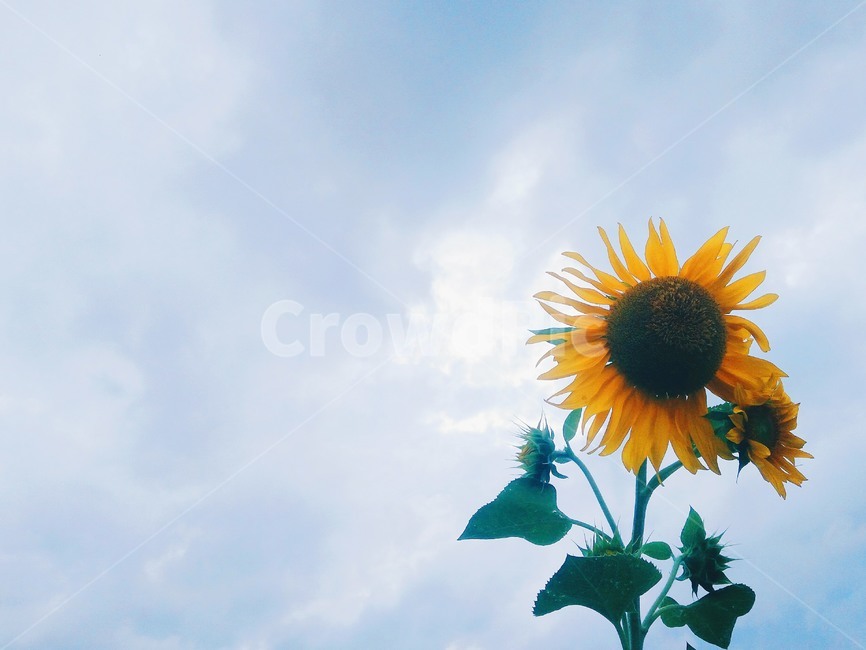 여름,해바라기,꽃,노랑,하늘,여름,계절,summer,season,식물,자연,plants,nature,꽃,flower,plant