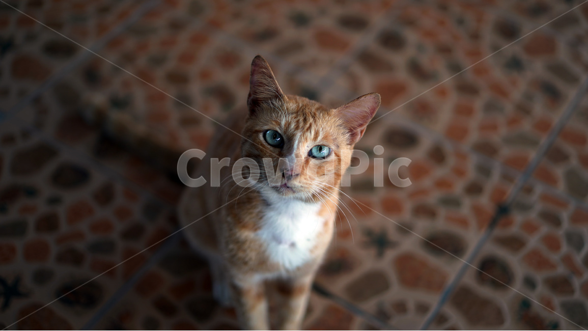 고양이,길고양이,동물,눈동자,눈,동물,animal,포유류,mammal,고양이,cat,kitten,kitty