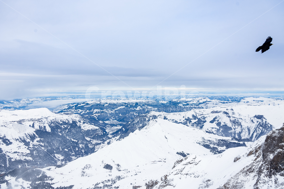 까마귀,융프라우,스위스,눈,새,겨울,겨울,계절,winter,season,자연,풍경,nature,landscape,해외,외국,세계,foreign,oversea,world,세계자연풍경,해외자연풍경,외국자연풍경,world nature landscape,outdoors,옥외,mountain,산,ice,빙,snow,glacier,빙하,bird,animal,동물