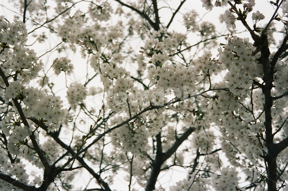 꽃,봄,봄풍경,소풍,피크닉,picnic,나무,필름,아날로그,film,filmphotography,rain,flower,green,pink,행복,벚꽃,벚나무