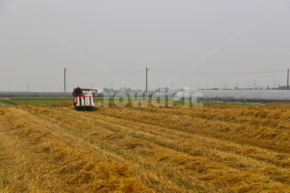 보리,보리수확,콤바인,콤바인보리,콤바인작업,시골,마을,풍경,landscape,country,rural,town,산업,industry,industrial,농업,농사,agriculture,farming,farming industry