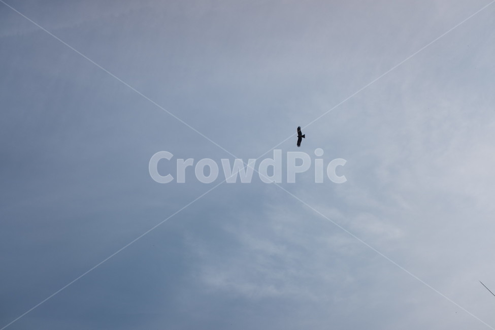 하늘,새,감성,비행,구름,자연,풍경,nature,landscape,bird,flying,나는,animal,동물