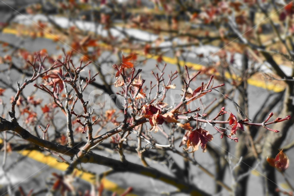 나무,겨울,단풍,갈색,가을,가을,계절,fall,autumn,season,식물,자연,plants,nature,plant,leaf,잎,tree