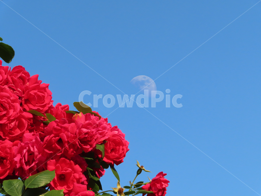 장미,장미꽃,달,아름다움,자연,식물,화려함,아침,roses,moon,beauty,nature,plants,flowers,morning