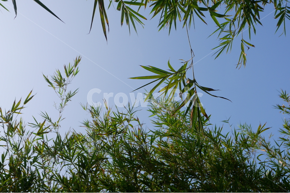 풀,하늘,풍경,식물,초록,녹색,초록빛,grass,sky,landscape,green,자연,풍경,nature,landscape,식물,plants,plant,tree,나무