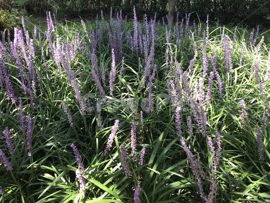 보라색,꽃,꽃밭,풀,flower