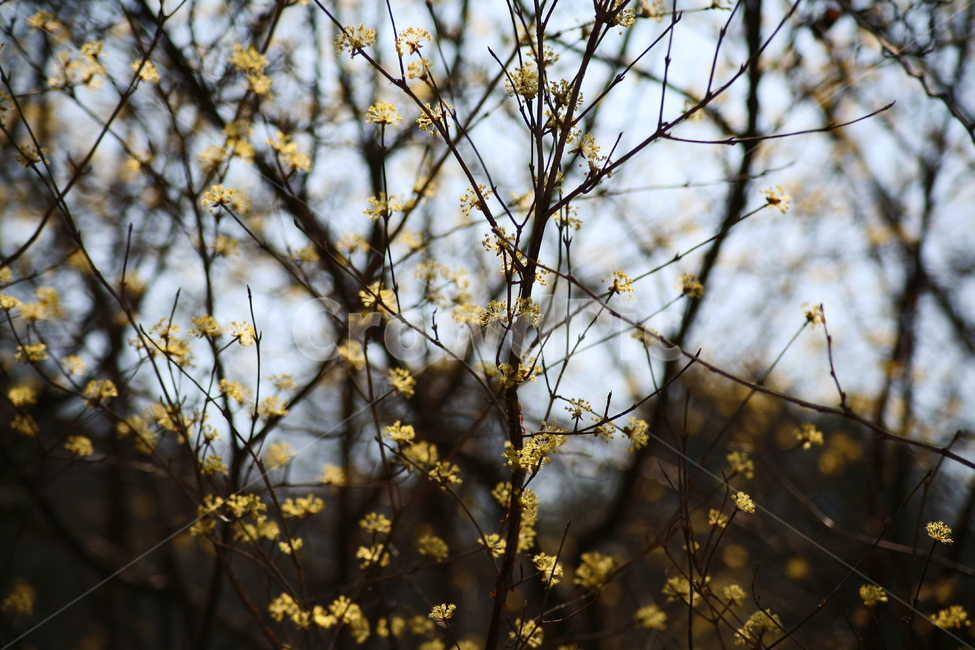 개나리,꽃,나무,노란색,봄,봄꽃,식물,자연,plants,nature,꽃,flower