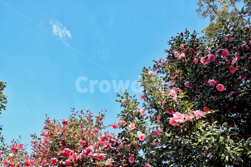 제주도,동백꽃,겨울,꽃,하늘,구름,자연,풍경,nature,landscape,식물,plants,꽃,flower,plant