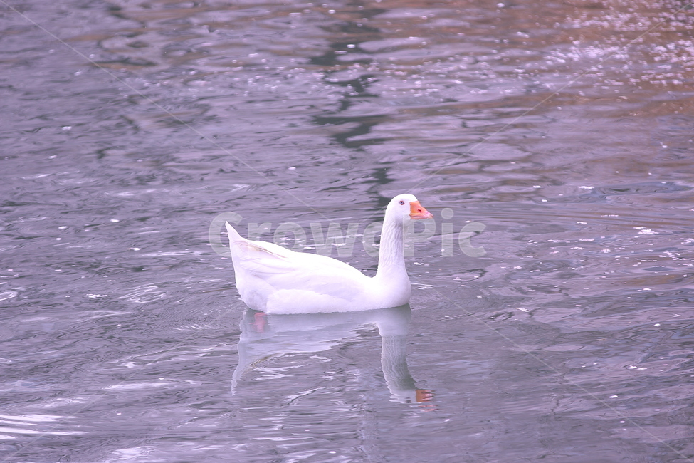 거위,물,호수,새,조류,자연,goose,lake,nature,배경화면,wallpaper,동물,animal,조류,새,birds
