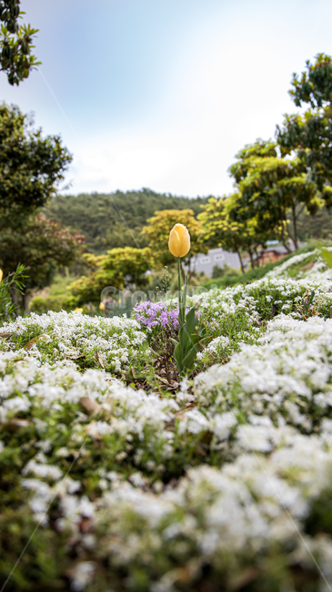 식물,꽃,plant,flower,blossom