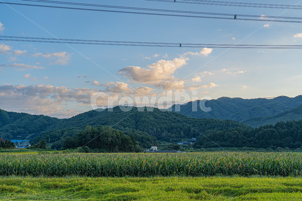 시골,풍경사진,가을,길,도로,논,하늘,시골,마을,풍경,landscape,country,rural,town,농업,농사,agriculture,farming,farming industry
