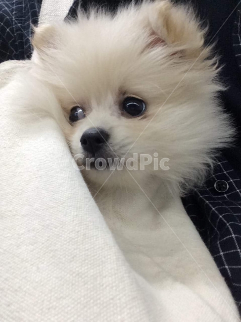 강아지,산책,애견,가족,나들이,소풍,사랑,귀여움,동물,animal,포유류,mammal,개,강아지,dog,doggy