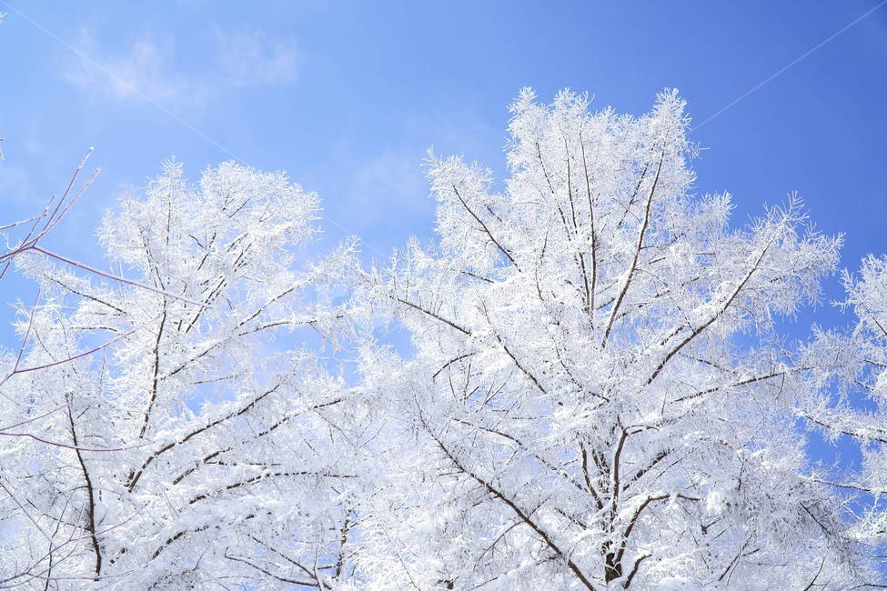 설경,설산,눈꽃,겨울,ice,nature,빙,snow,outdoors,춘설,겨울,계절,winter,season