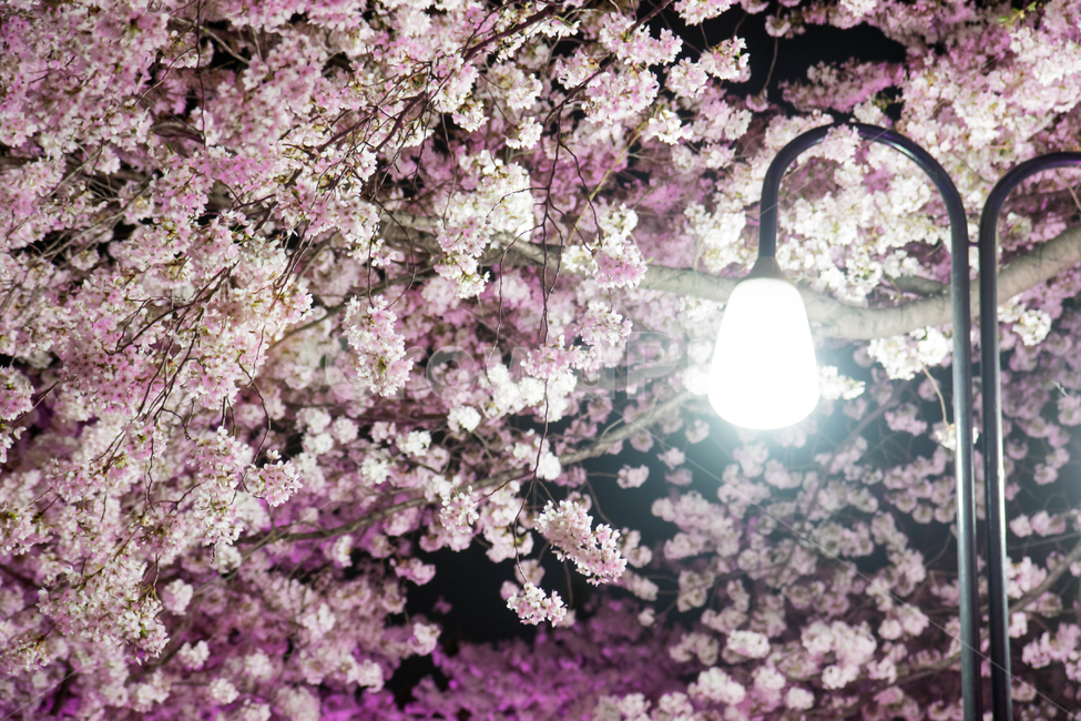 이월드,벚꽃,꽃,이월드벚꽃,벚꽃축제,봄,계절,spring,season,야경,밤,풍경,nightscape,night,landscape,식물,자연,plants,nature,꽃,flower,plant,blossom,cherry blossom