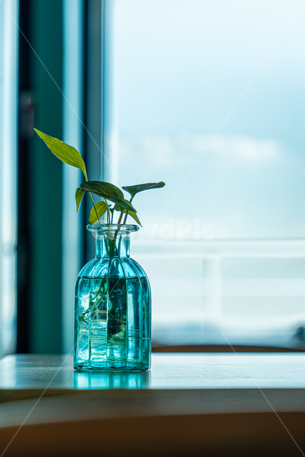 식물,화분,카페,테이블,인테리어,탁자,봄,plant,cafe,interior,table,spring,blooming,warm,자연,plants,nature,실내디자인,interiordesign,소품,화병,물,유리,꽃병,창가,실내용화초,화분,화초,house plant