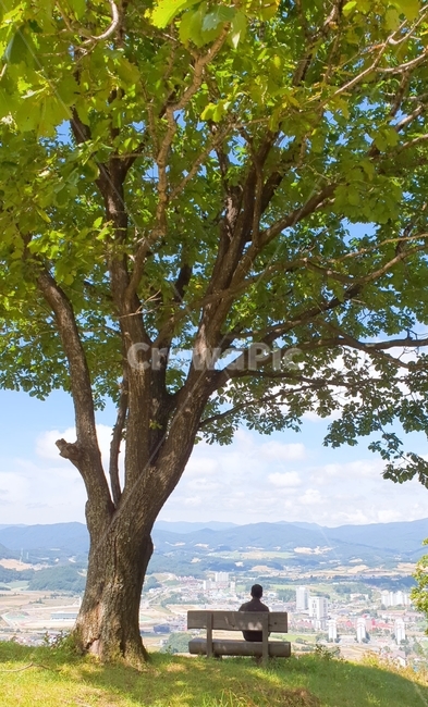 나무,tree,대관령,벤치,고요함,평원,하늘,능선,언덕,나무아래,휴식,큰나무,식물,자연,plants,nature,나무,trees,wood