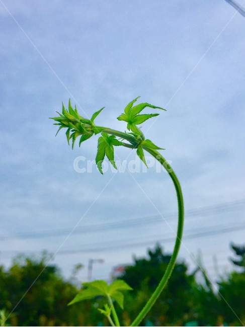 leaf,잎,plant,식물,줄기,꽃,flower