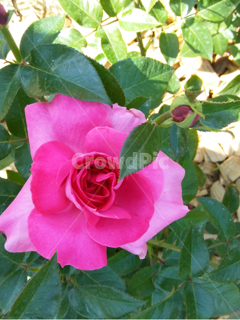 장미,꽃,공원,빨간꽃,녹색,빨간색,힐링,휴식,6월,따스함,식물,자연,plants,nature,꽃,flower