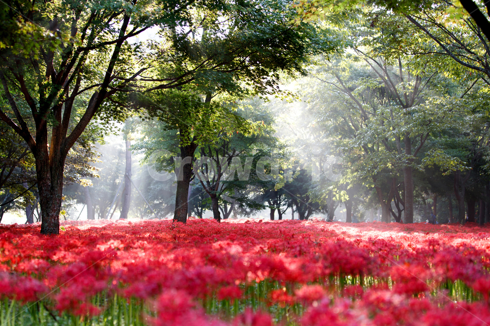 Jeollado,colony,Similarization,flower garden,redspiderlily,landscape background,A bunch of flowers,sight,flowers,green,tree,Bulgapsa Temple,full bloom,shine,flower,glory,morning,Red,background,plant,autumn,flower background