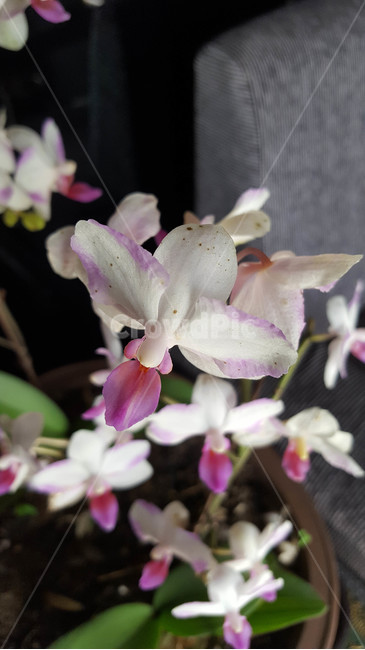 꽃,생화,화분,근접,flower