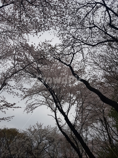벚꽃,가을하늘,가을벚꽃,흐린날,희미한하늘,나무,tree,식물,plant,식물,자연,plants,nature,꽃,flower