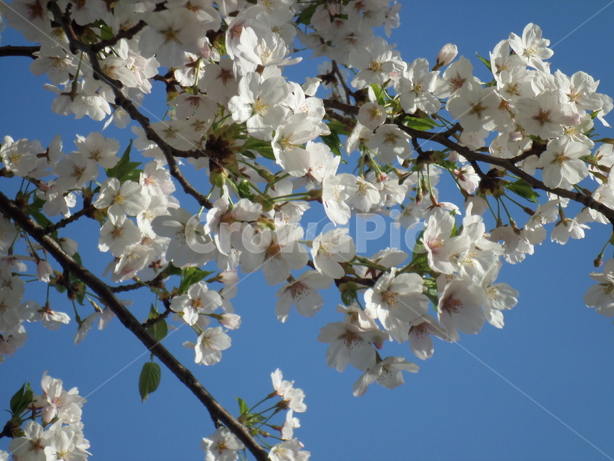 꽃,플라워,flower,벚꽃,벗꽃,cherryblossom,꽃송이,꽃잎,petal,봄꽃