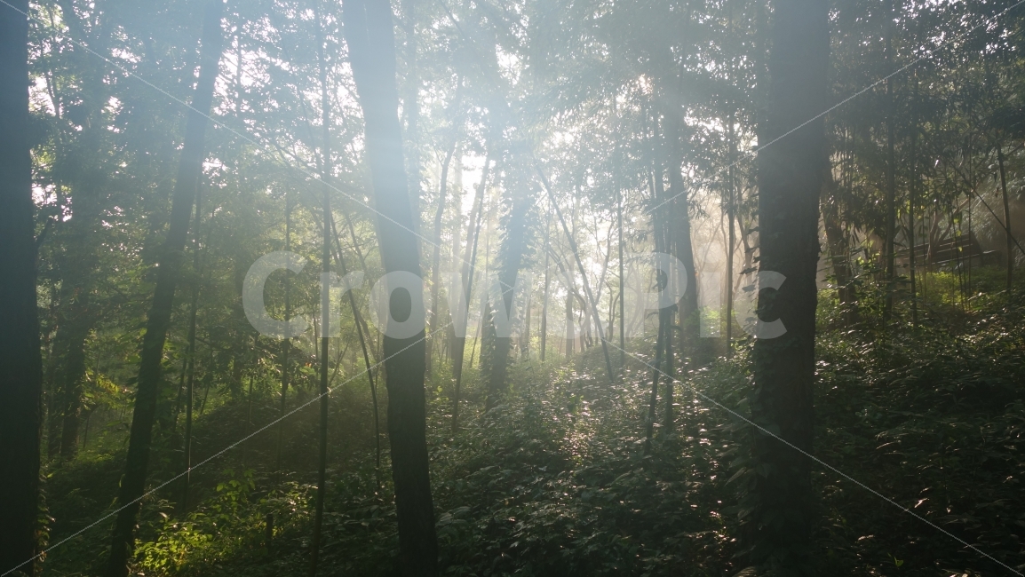 숲,하늘,담양,죽림원,배경,감성,대나무,나무,구름,홈페이지,안개,아침,햇살,자연,풍경,nature,landscape,휴식,힐링,rest,relaxation,healing,light,빛,flare,플레어