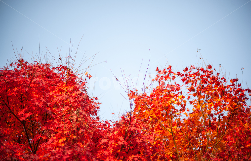 단풍,가을,maple,단풍나무,autumn,fall,가을,계절,fall,autumn,season,leaf,잎,plant,식물,tree,나무