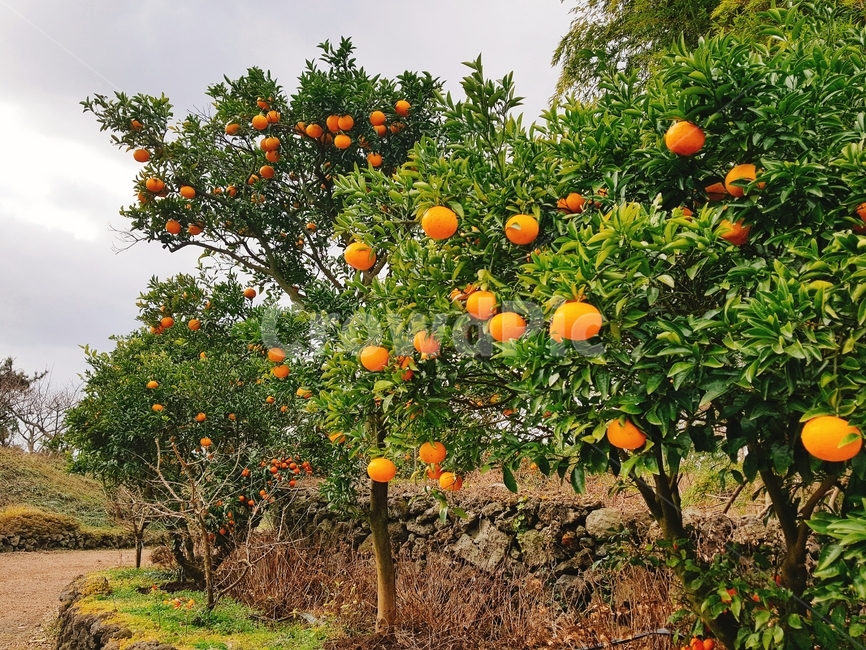 과일,식물,음식,감귤류과일,citrusfruit,fruit,plant,food,나무,자연,옥외,감귤,제주도