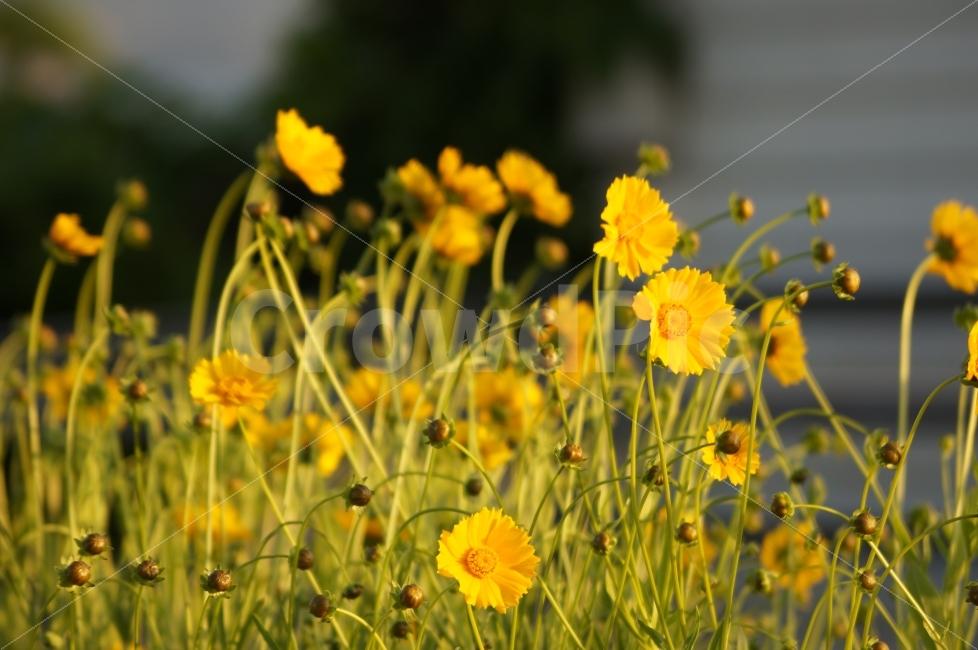 노란,꽃,가을,군락,어느맑은날,가을,계절,fall,autumn,season,식물,자연,plants,nature,꽃,flower,grassland,목초지,field,들,outdoors,옥외