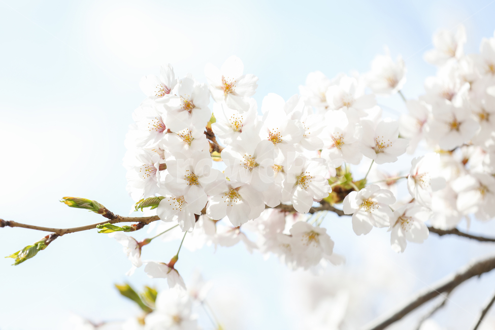 벚꽃,봄,꽃놀이,감성,갬성,데이트,식물,자연,plants,nature,꽃,flower