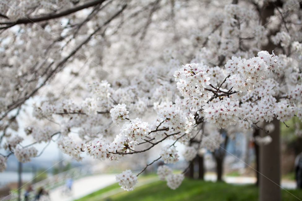 봄,벚꽃,벗꽃,꽃길,벚나무,벗나무,봄,계절,spring,season,식물,자연,plants,nature,꽃,flower,plant