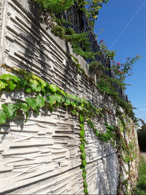 담쟁이덩쿨,담쟁이,ivy,bostonivy,vine,덩쿨,잎,줄기,plant,식물,leaf,background,배경,식물,자연,plants,nature