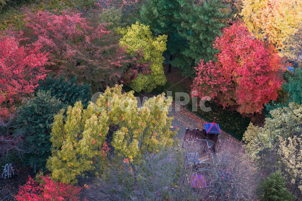풍경,가을,늦가을,tree,나무,plant,식물,가을빛,단풍색,공원,가을단풍,단풍,울긋불긋,경치,가을색,초가을,단풍시즌,하이앵글,계절,녹색,그린,노랑,노랑색,노란색,낙옆,낙엽,leaf,outdoor,옥외,leaves,fallenleaves,놀이터,놀이기구,가을,계절,fall,autumn,season