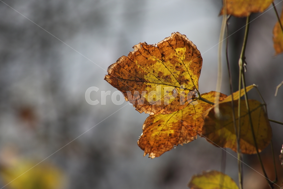 단풍,잎,식물,가을,redleaves,칡잎,가을,계절,fall,autumn,season,식물,자연,plants,nature,leaf,plant,veins,정맥