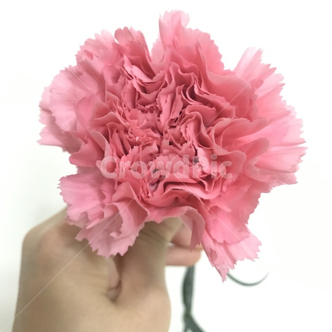 카네이션,꽃,어버이날,핑크카네이션,꽃꽂이,꽃,flower,가족,패밀리,family,기념일,축하,anniversary,congratulation,celebrate,celebration