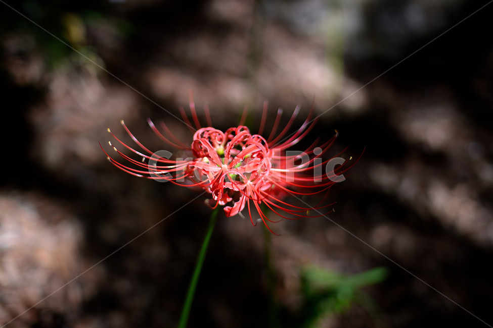 꽃무릇,꽃,식물,플라워,자연,식물,자연,plants,nature,꽃,flower