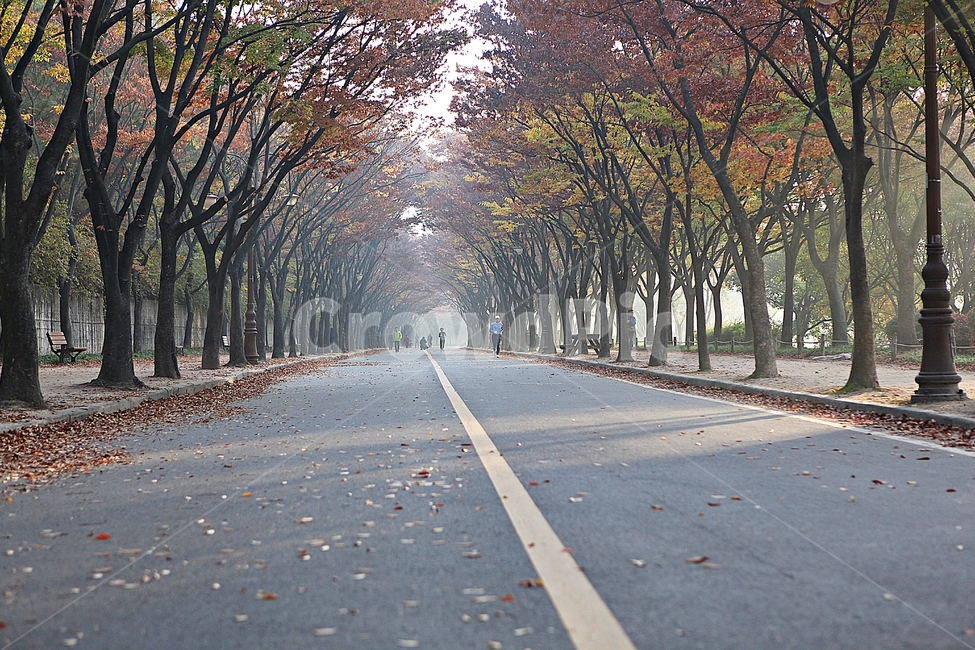 길,단풍길,조깅,사람,단풍,낙엽,산책로,로드,식물,자연,풍경,인천대공원,안개,가을,계절,fall,autumn,season,자연,풍경,nature,landscape,asphalt,아스팔트,tree,나무,plant,road,도로