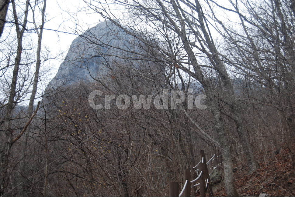 안개,fog,등산로,hikingtrail,봄,자연,풍경,nature,landscape,tree,나무,plant,식물,tree trunk,나무 줄기