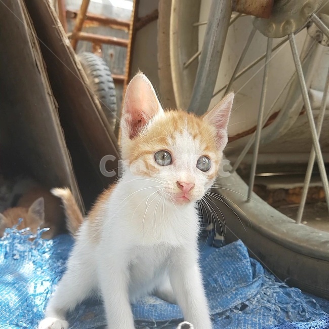 nose,cat,lantern,eyes,cart wheel