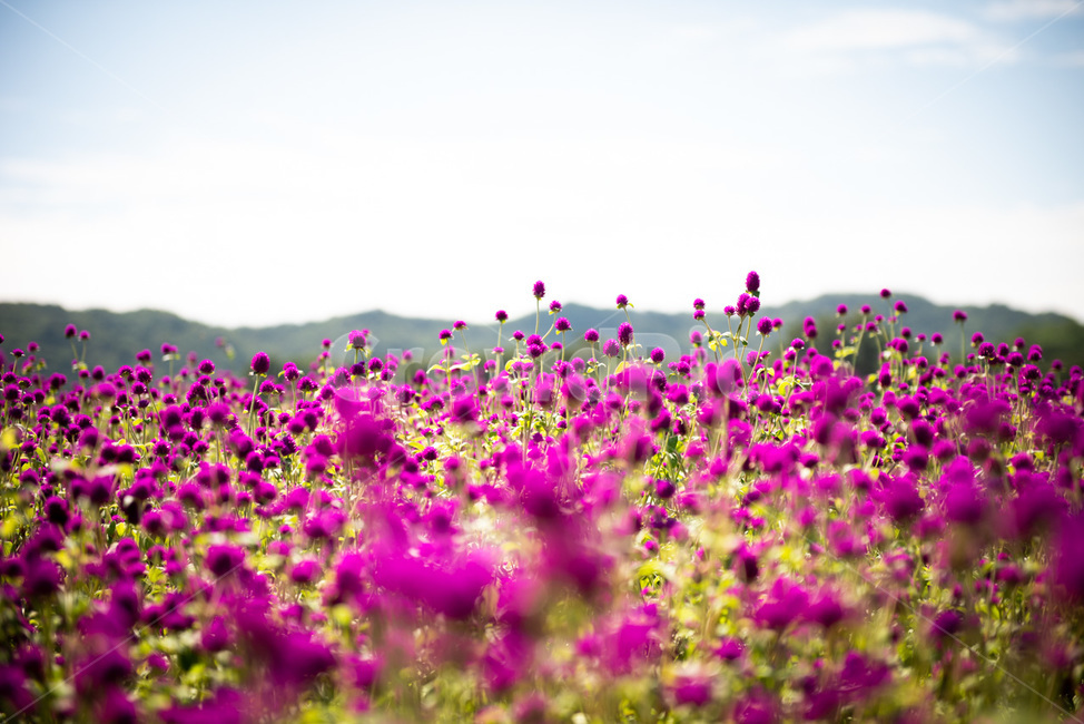 풀,꽃,화원,flower,식물,자연,식물,자연,plants,nature,꽃,flower