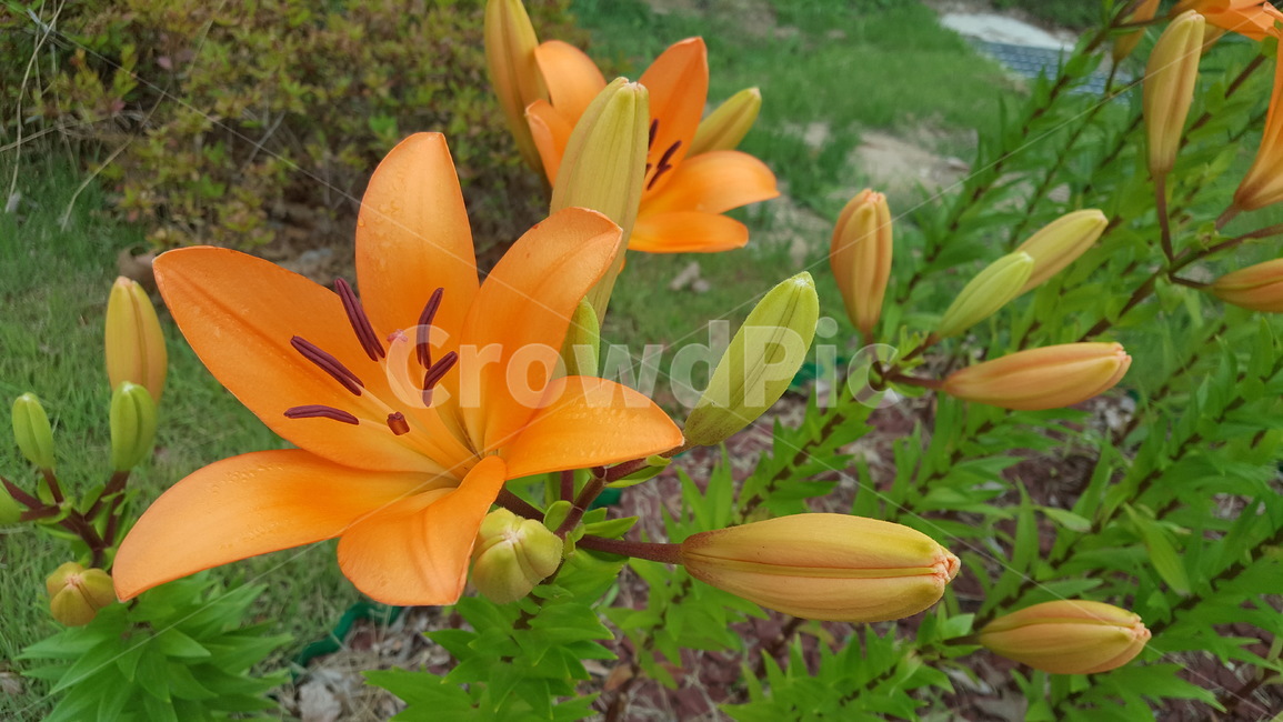 주황색꽃,꽃,주황,flower,주황꽃