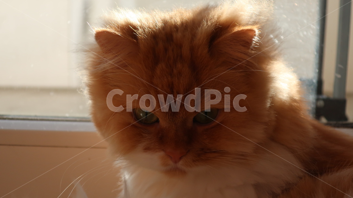 아기고양이,고양이,페르시안,노란고양이,치즈고양이,페르시안친칠라,귀여운,반려동물,애완동물,cat,kitten,kitty,포유류,자연,동물,animal,mammal,반려묘,페르시안고양이,품종묘,동물,animal,포유류,mammal,고양이,cat,kitten,kitty