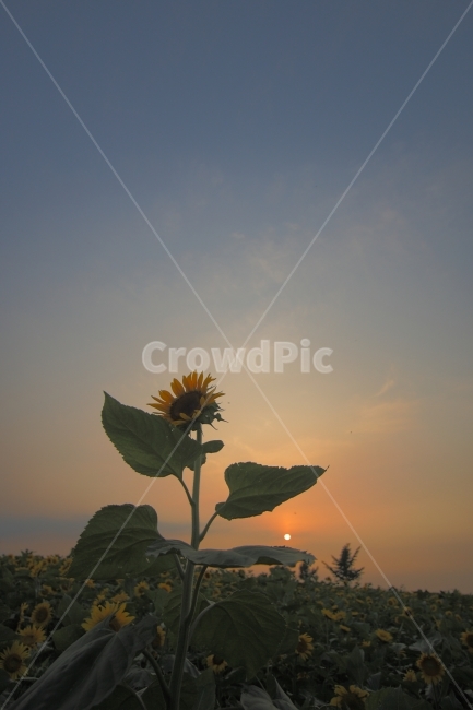 해바라기,꽃,석양,하늘,일몰,태양,sunflower,flower,sunset,식물,자연,plants,nature,꽃,flower