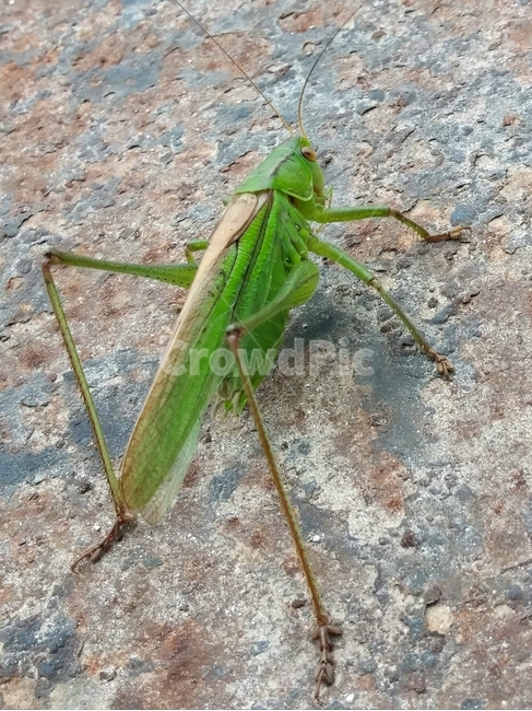 연두색,근접샷,메뚜기,자연,small,insect,곤충,동물,cricketinsect